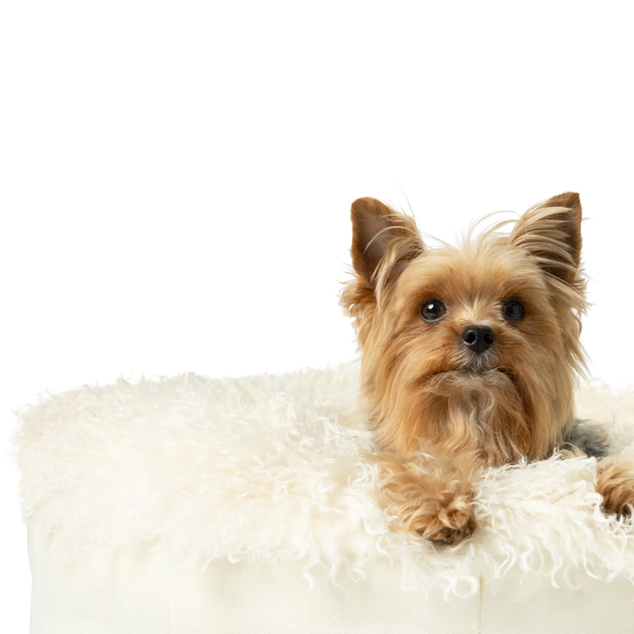PupPouf Luxe Faux Fur Donut Pet Bed - Plush Sheep Ivory